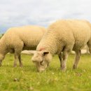 양평양떼목장 이미지