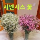 코랄