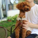 허니댕댕 이미지