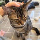 모여봐요 고양이 카페 이미지