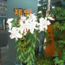 카사블랑카 이미지