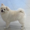 김해애견호텔 강아지유치원 맘바이 김해점 | 김해강아지유치원맘바이김해점에서 친구들과 가을소풍 다녀온 조구름씨