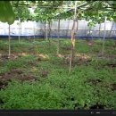 하은농원 이미지