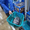 수원농수산물시장 돌돔회 내돈내산 후기 (창대수산)