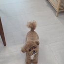 아이앤독 이미지