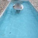 사군자와 예쁜 꽃그림(저녁) | 경주 프라이빗 감성숙소 스테이서린 A동 독채펜션 자쿠지부터 수영장 후기