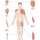 ♠ 근육모양 Muscle Shape(근다발들의 배열) 이미지