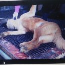 사금농장 이미지