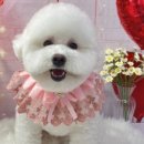 코코 반려견미용실 이미지