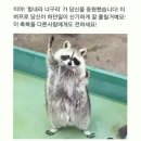 너구리 이미지