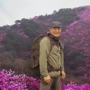 4월 13일(토요일) 강화 고려산 진달래꽃 이미지