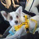 더케이호텔경주 | [경주여행/경주숙소]더케이호텔 경주 펫 객실 4인실 후기