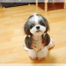 우리집 강아지 이미지