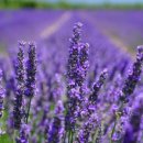 향기드라이크리닝 이미지