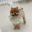 단비네 애견미용 이미지