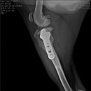 코끼리 동물병원 이미지