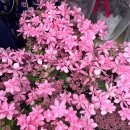 홍해정육점 이미지