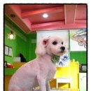 복돌이네애견샵 네이버블로그