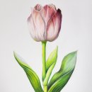 색연필화(야간) 이미지