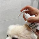 올리라피 이미지