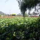 하가리집 이미지