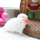 토이패밀리 이미지