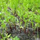 승승푸드 이미지