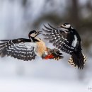 Great Spotted Woodpeckers 이미지