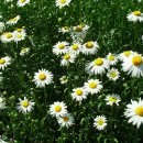 대공농장 이미지