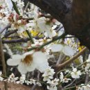 복숭아꽃살구꽃 이미지