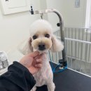 상아지네 이미지