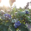 지재농장 이미지