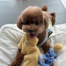 코지아지 이미지