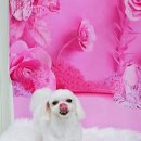 멍이의 품격 이미지