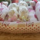 뽀삐애견 이미지