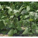 숲속이레어린이집 이미지