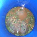 단감농장 이미지