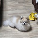 프리펫살롱 이미지