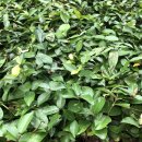 봉제산근린공원 이미지