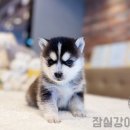 해피애견타운강아지분양서울본점 말티푸 미니비숑프리제 포메 이미지