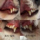토리덴탈 | [Pet Log]양치 싫어하는 강아지에게 딱‼️ | 유어벳 덴탈 스프레이 멜팅프라그 X 내돈내산 7일 후기