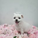 이로애견미용실 이미지