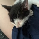 일리그루밍 이미지