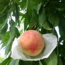 선아 농장 이미지