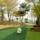 드린겐 애견테마파크 이미지