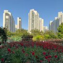 평화 | 화명동 장미공원 개화 상황 실시간 포토존 추천