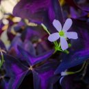 뜸북식당 이미지