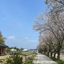 GR(청양군)-[충절로]-상-5 | 청양 벚꽃길, 운곡면 벚꽃 구경후 앵화당카페 가볼만한곳