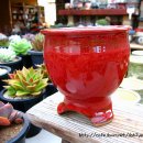 신비너스 이미지