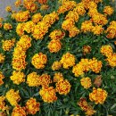 메리골드 이미지